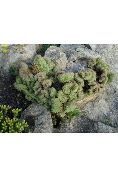 Очиток низькорослий Кристатум в ландшафті